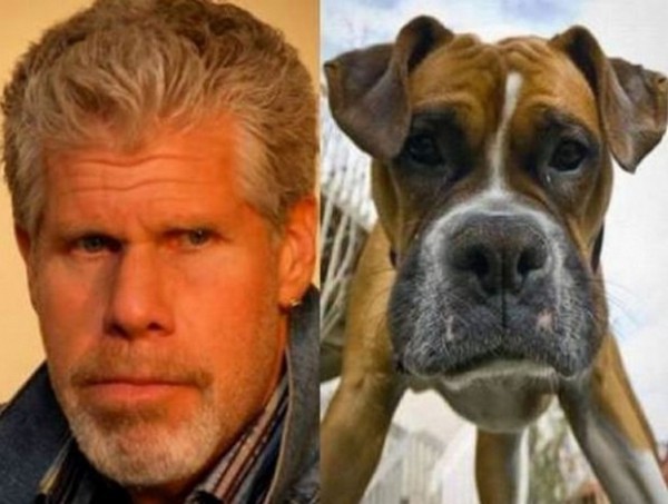 Top 5 des chiens qui ressemblent à quelque chose d’autre, les look-alike canins