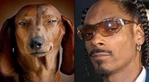 Top 5 des chiens qui ressemblent à quelque chose d’autre, les look-alike canins