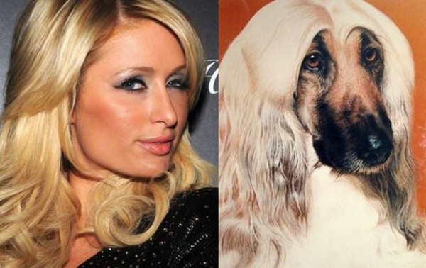 Top 5 des chiens qui ressemblent à quelque chose d’autre, les look-alike canins