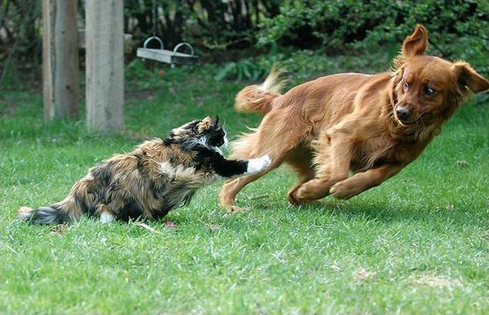 Propriétaire de chat vs. propriétaire de chien : qui est le plus intelligent ? L'étude qui fait beaucoup parler...