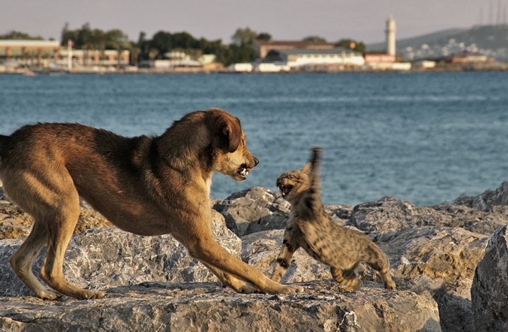 Propriétaire de chat vs. propriétaire de chien : qui est le plus intelligent ? L'étude qui fait beaucoup parler...