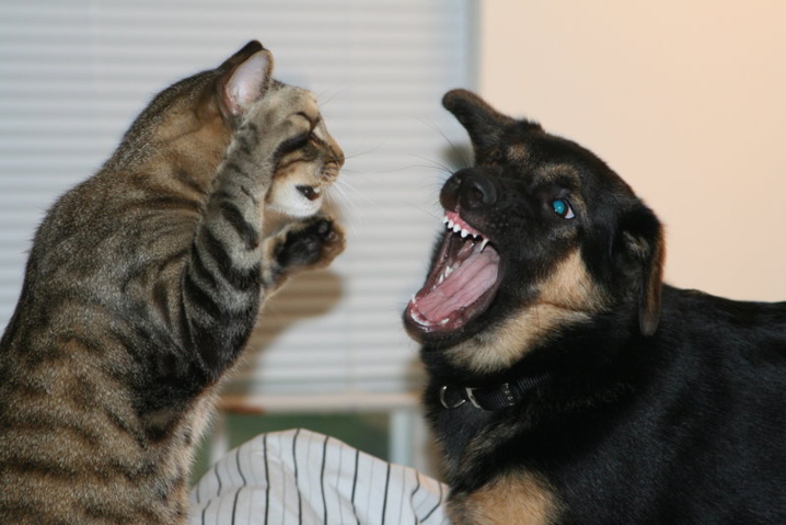 Propriétaire de chat vs. propriétaire de chien : qui est le plus intelligent ? L'étude qui fait beaucoup parler...