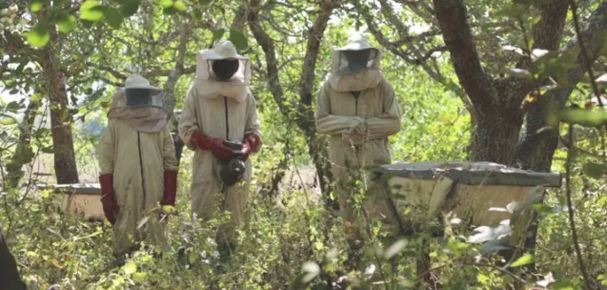 Apiculture: La fédération nationale des apiculteurs du Sénégal demande le départ de leur directeur général