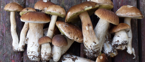 Les vertus cachées des champignons