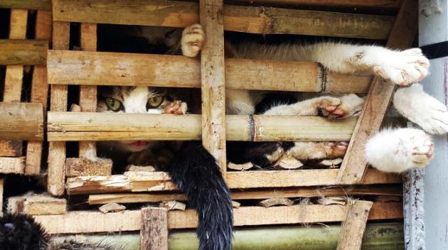 Vietnam : des chats destinés à être mangés, enterrés vivants