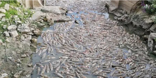 Lac de Malika : Les poissons meurent par centaines Lac de Malika : Les poissons meurent par centaines