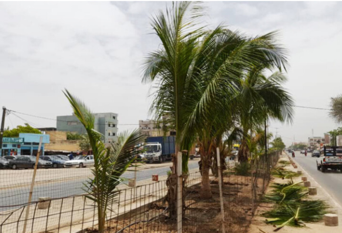 Les Baye Fall veulent reboiser 3000 plantes sur la corniche de Touba, dimanche