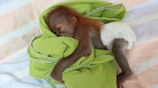 Il faut sauver Rieke, l'orang-outan né le 21 janvier au zoo de Berlin