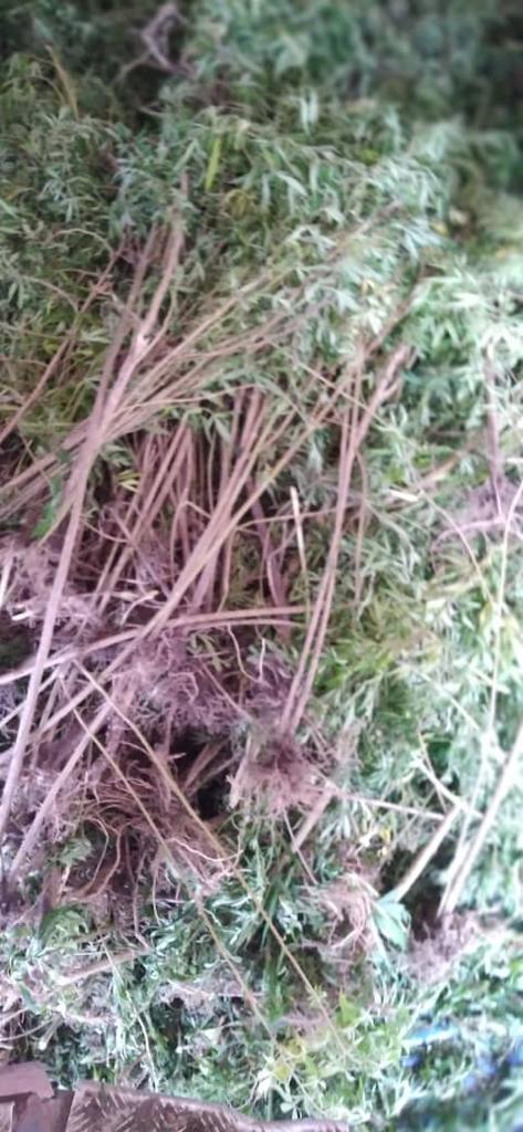 Drogue: Les services de la DOCTRIS de la Police nationale ont saisi une importante quantité Drogue: Les services de la DOCTRIS de la Police nationale ont saisi une importante quantité