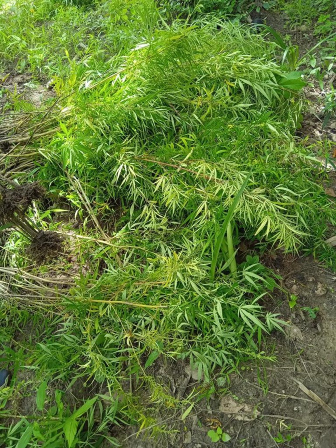 Drogue: Les services de la DOCTRIS de la Police nationale ont saisi une importante quantité Drogue: Les services de la DOCTRIS de la Police nationale ont saisi une importante quantité