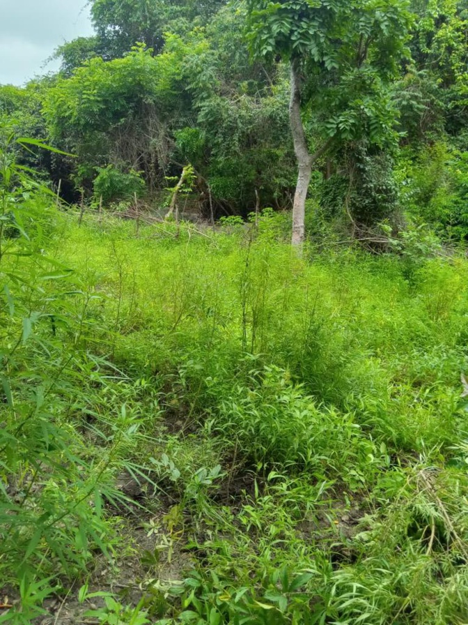 Drogue: Les services de la DOCTRIS de la Police nationale ont saisi une importante quantité Drogue: Les services de la DOCTRIS de la Police nationale ont saisi une importante quantité