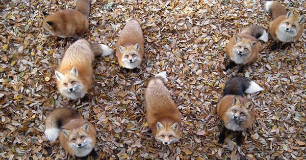 On a trouvé l'endroit le plus mignon au monde : un village de renards !