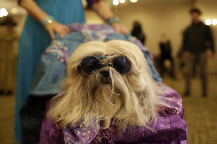 PHOTOS - A New York, les chiens ont droit à leur Fashion Week (pour la bonne cause)