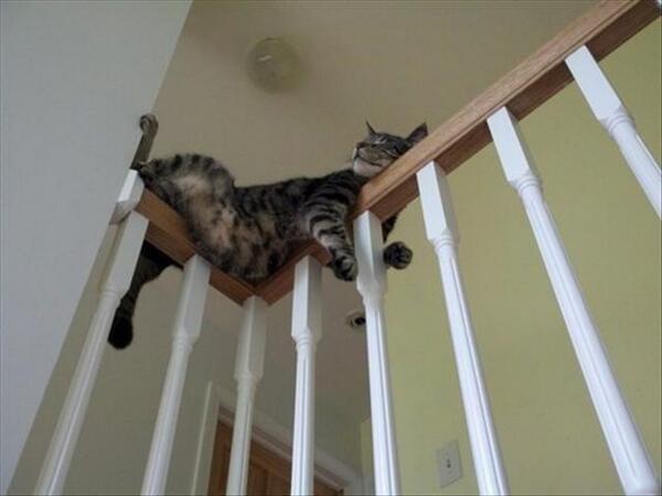 13 raisons qui prouvent que les chats sont en fait des créatures magiques !