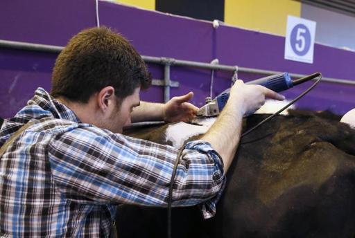 Salon de l'agriculture : coiffeur pour vaches au pied du ring