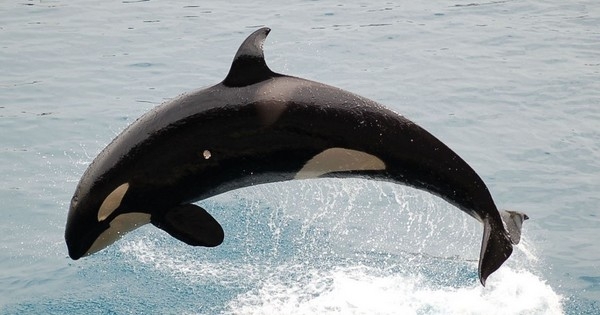 Cette orque vieille de 103 ans pourrait bien être une très mauvaise nouvelle pour les parcs d'animaux marins — Et voici pourquoi.