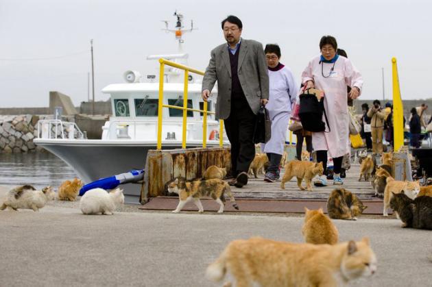 L'île où les chats sont rois