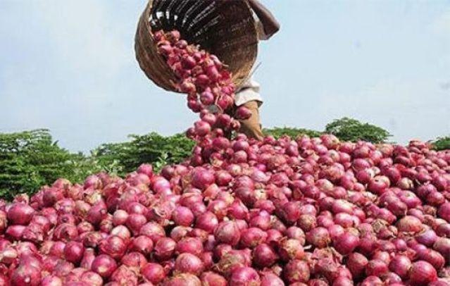 Résorption de la crise de l’oignon : Encore 8 000 tonnes réceptionnées Résorption de la crise de l’oignon : Encore 8 000 tonnes réceptionnées
