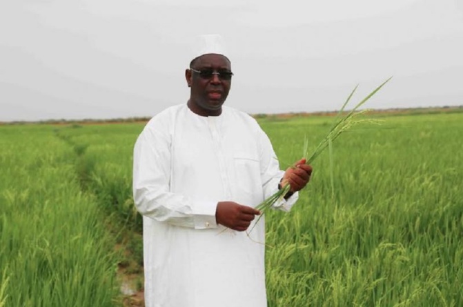 Pluies précoces, parcelles inondées, insuffisance des moissonneuses-batteuses : Les producteurs de riz de Mboundoum, appellent Macky Sall au secours
