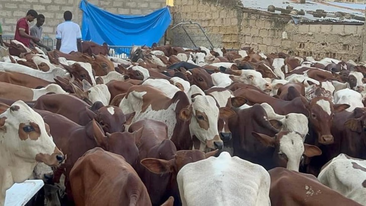 Social / Gamou 2023 : 280 bœufs distribués à Médina Baye pour célébrer la naissance du Prophète