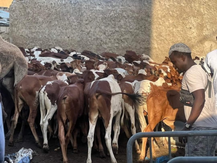 Social Gamou 2023 : 280 bœufs distribués à Médina Baye pour célébrer la naissance du Prophète