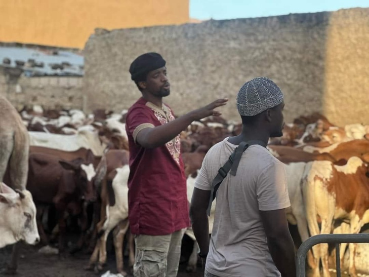 Social Gamou 2023 : 280 bœufs distribués à Médina Baye pour célébrer la naissance du Prophète