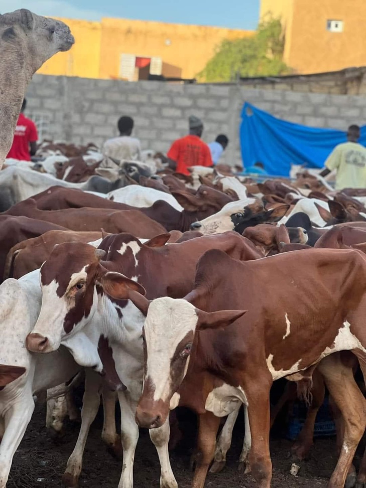 Social Gamou 2023 : 280 bœufs distribués à Médina Baye pour célébrer la naissance du Prophète