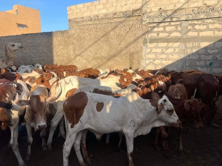 Social Gamou 2023 : 280 bœufs distribués à Médina Baye pour célébrer la naissance du Prophète Social Gamou 2023 : 280 bœufs distribués à Médina Baye pour célébrer la naissance du Prophète