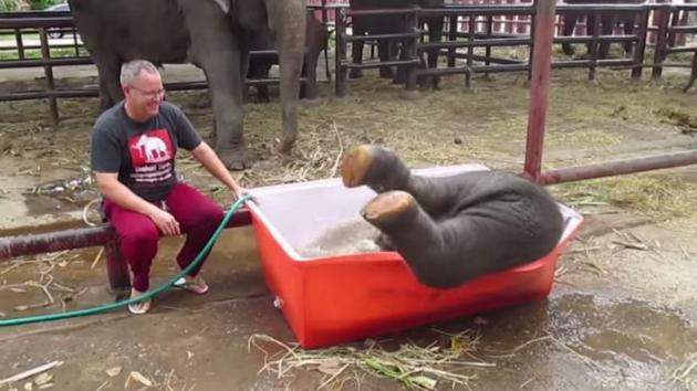 Thaïlande : un éléphanteau patauge dans son bain et fait craquer les internautes