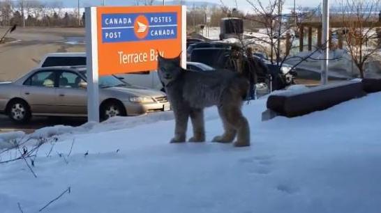 Canada : elle se retrouve nez à nez avec un lynx