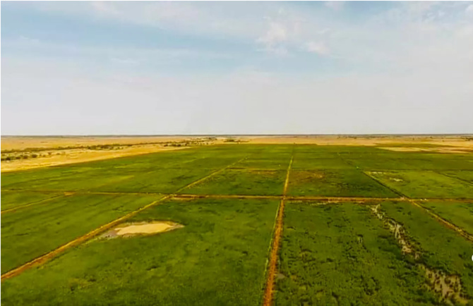 Agriculture: La Saed annonce l’emblavement de près de 60 mille hectares