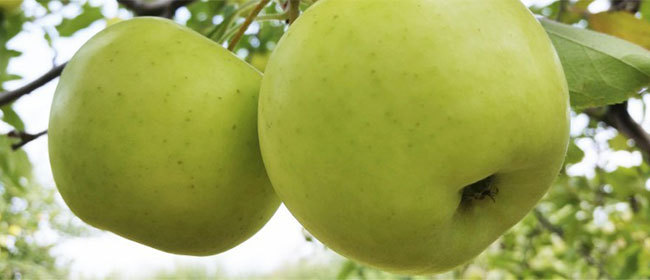 Manger des pommes réduit le risque d’asthme Manger des pommes réduit le risque d’asthme