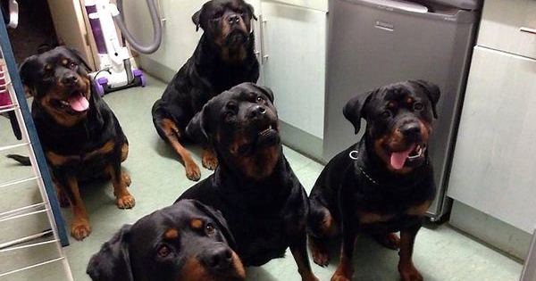 Voici comment 4 rottweilers ont sauvé la vie d'une femme de 80 ans ! Aucun humain n'aurait pu faire ça...