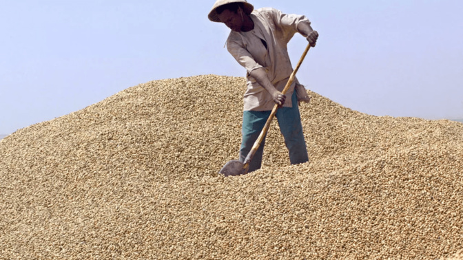 Kaolack / Arachide : Les opérateurs réclament 71 milliards FCfa, une dette due par l’Etat