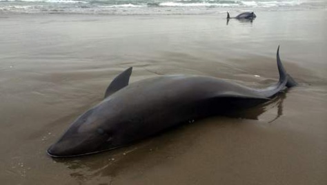 Les dauphins prédisent-ils les tremblements de terre?