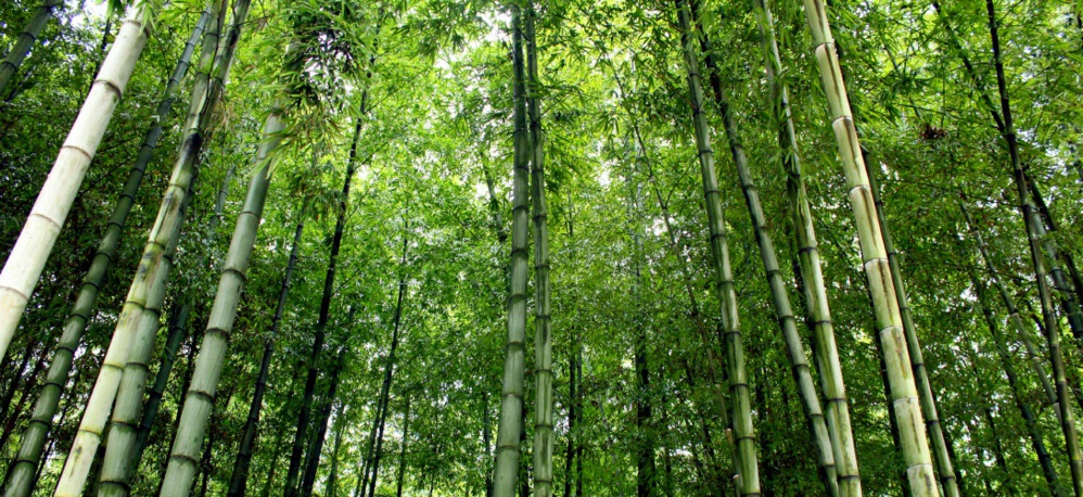 La Chine construit un mur d’arbres pour lutter contre le réchauffement climatique
