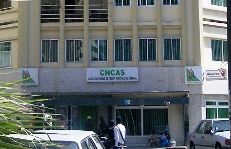 Caisse nationale de crédit agricole du Sénégal: Une machine à milliardaires 