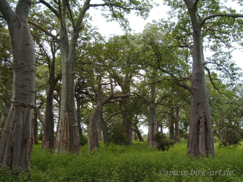 Escroquerie portant sur 49 850 000 F Cfa : le maire de Chérif Lô vend une forêt classée à un marabout