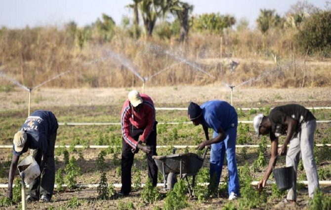 Maux du secteur de l'agriculture : L’appel du monde rural aux autorités sénégalaises actuelles et futures