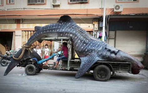 22 chargements hors du commun. Le 20ème transporte un requin-baleine !