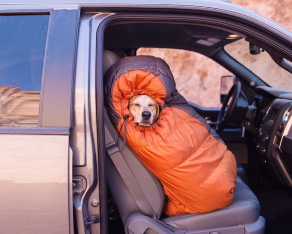 Ce photographe réalise un fabuleux projet avec son chien à travers les Etats-Unis...