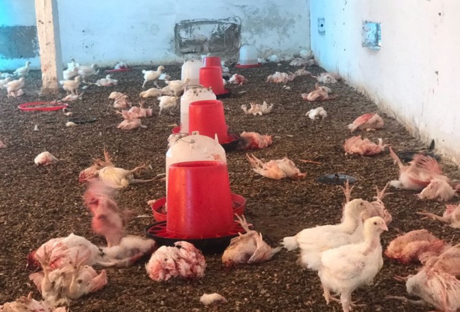 Mortalité élevée des poules à Niague, Tivaouane Peulh, Ndiakhirat : le secteur avicole dans la tourmente