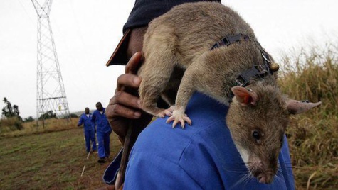 Des rats dressés sauvent des milliers de vie en Afrique... Découvrez comment !