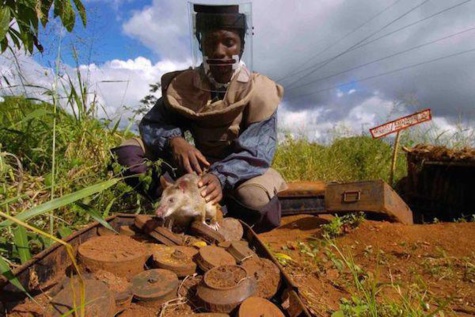 Des rats dressés sauvent des milliers de vie en Afrique... Découvrez comment !