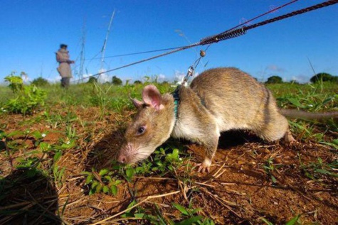 Des rats dressés sauvent des milliers de vie en Afrique... Découvrez comment !