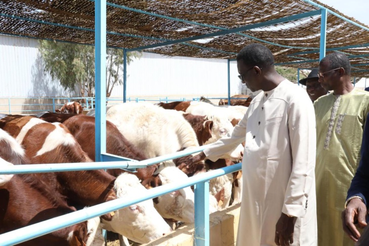 Photos/ Élevage: Amadou Ba, Premier Ministre lors de la réception des 1300 génisses gestantes à haut potentiel de laitier