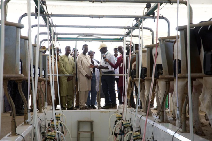 Photos/ Élevage: Amadou Ba, Premier Ministre lors de la réception des 1300 génisses gestantes à haut potentiel de laitier
