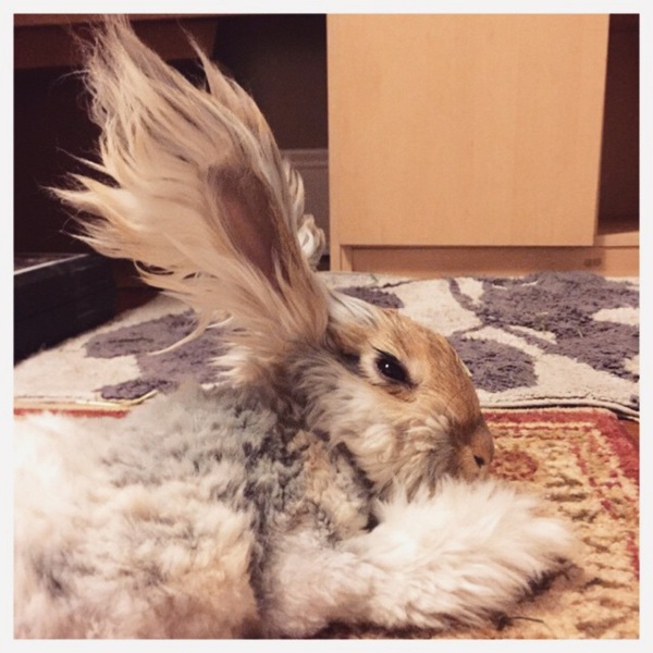 On a découvert le lapin avec les plus grandes oreilles de toute la toile… Il faut le voir pour y croire !
