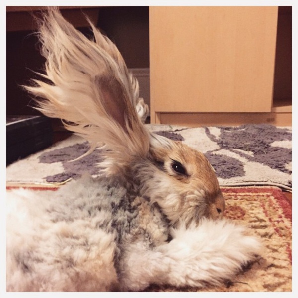 On a découvert le lapin avec les plus grandes oreilles de toute la toile… Il faut le voir pour y croire !