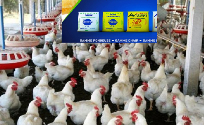 Fabrique d'aliments Volaille-Bétail :  La Société avicole sénégalaise Avisen acquise par le Singapourien Olam Group,